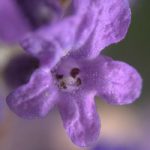 La lavande La lavande est connue pour apaiser, rafraîchir et purifier le cuir chevelu ; cet ingrédient doux est particulièrement adapté aux cheveux colorés.